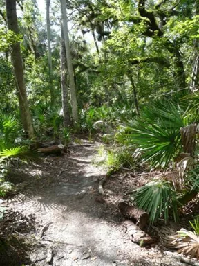 A wooded footpath in Black Bear Wilderness Area